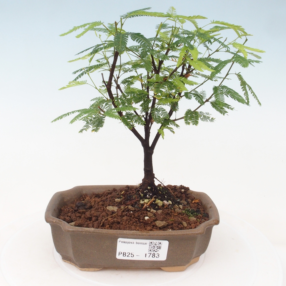 Pokojová bonsai-Calliandra surinamensis Dixie Pink - Kaliandra Suriámská