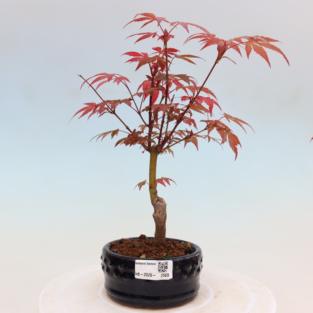 Venkovní bonsai - Acer palm. Atropurpureum-Javor dlanitolistý
