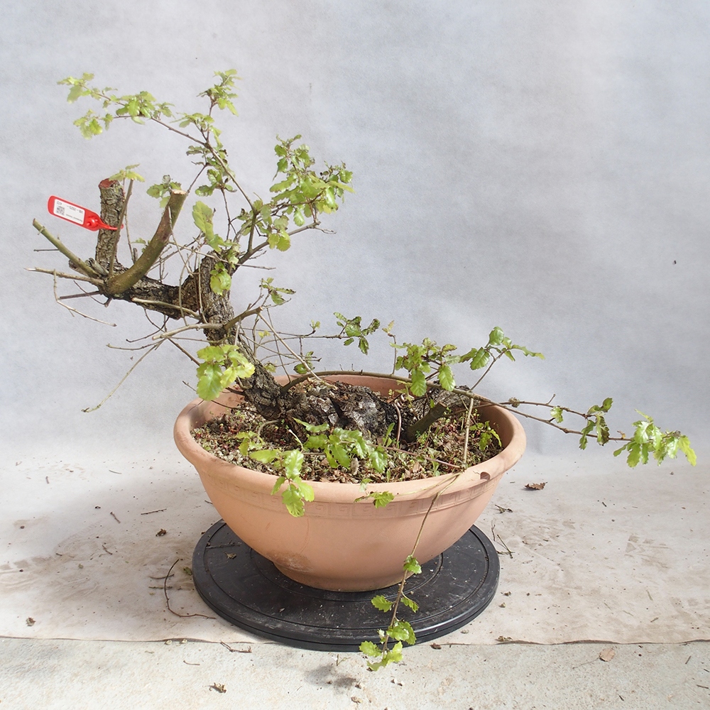 Venkovní bonsai Quercus Cerris - Dub Cer