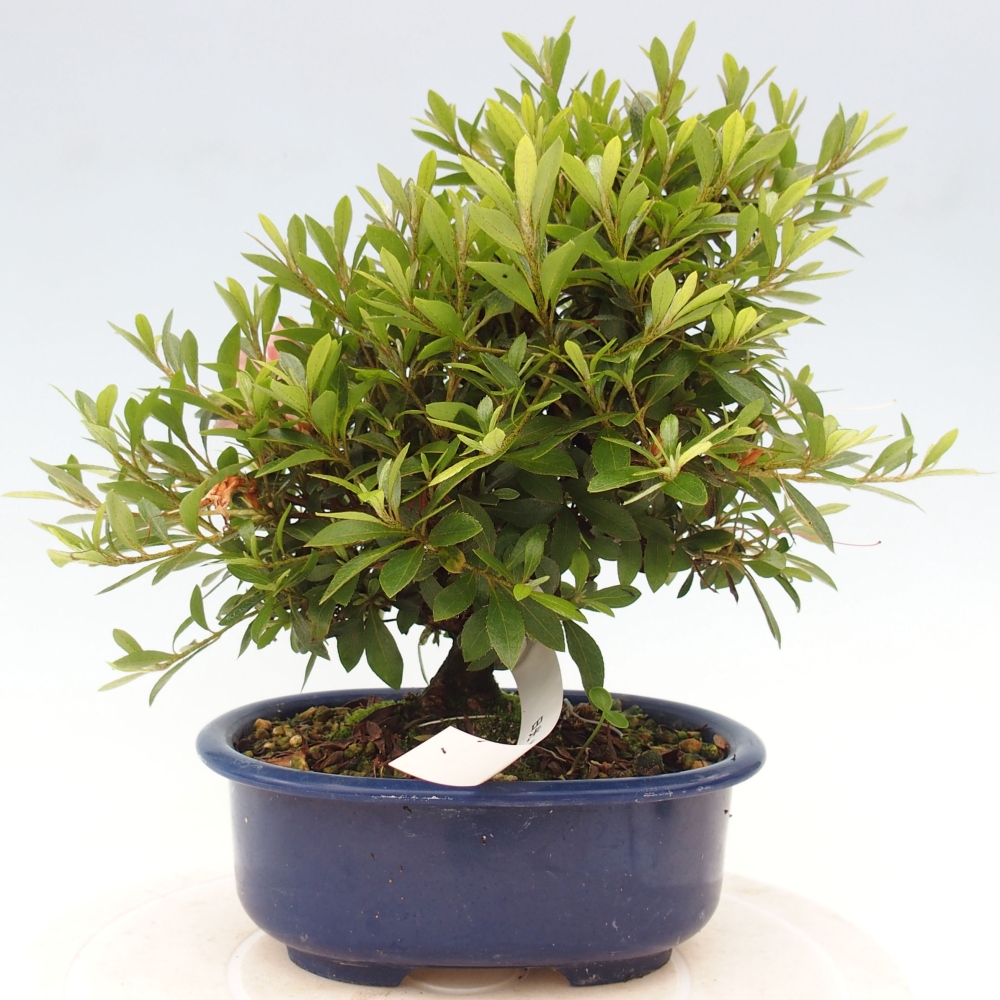 Venkovní bonsai - Japonská azalka - Azalea Nikko