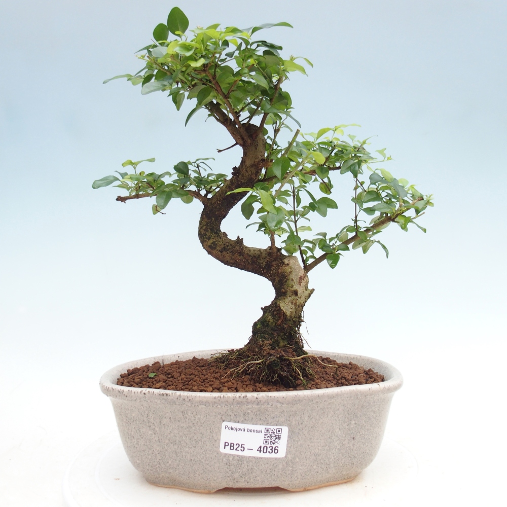 Pokojová bonsai -Ligustrum chinensis - Ptačí zob