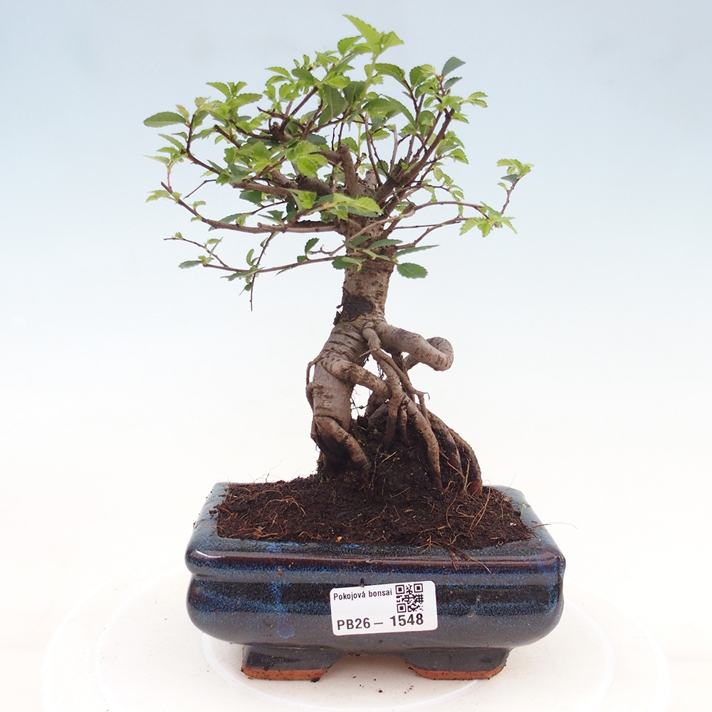 Pokojová bonsai - Ulmus parvifolia - Malolistý jilm