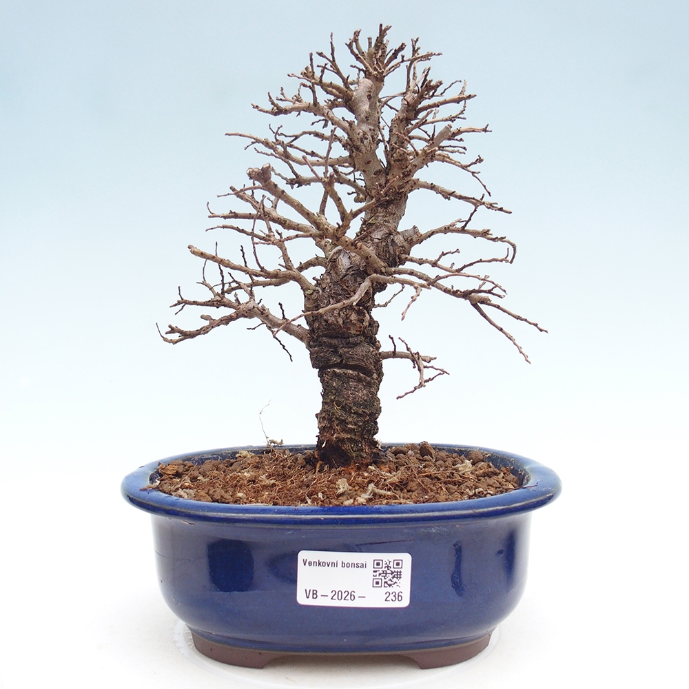 Venkovní bonsai - Zelkova - Zelkova NIRE