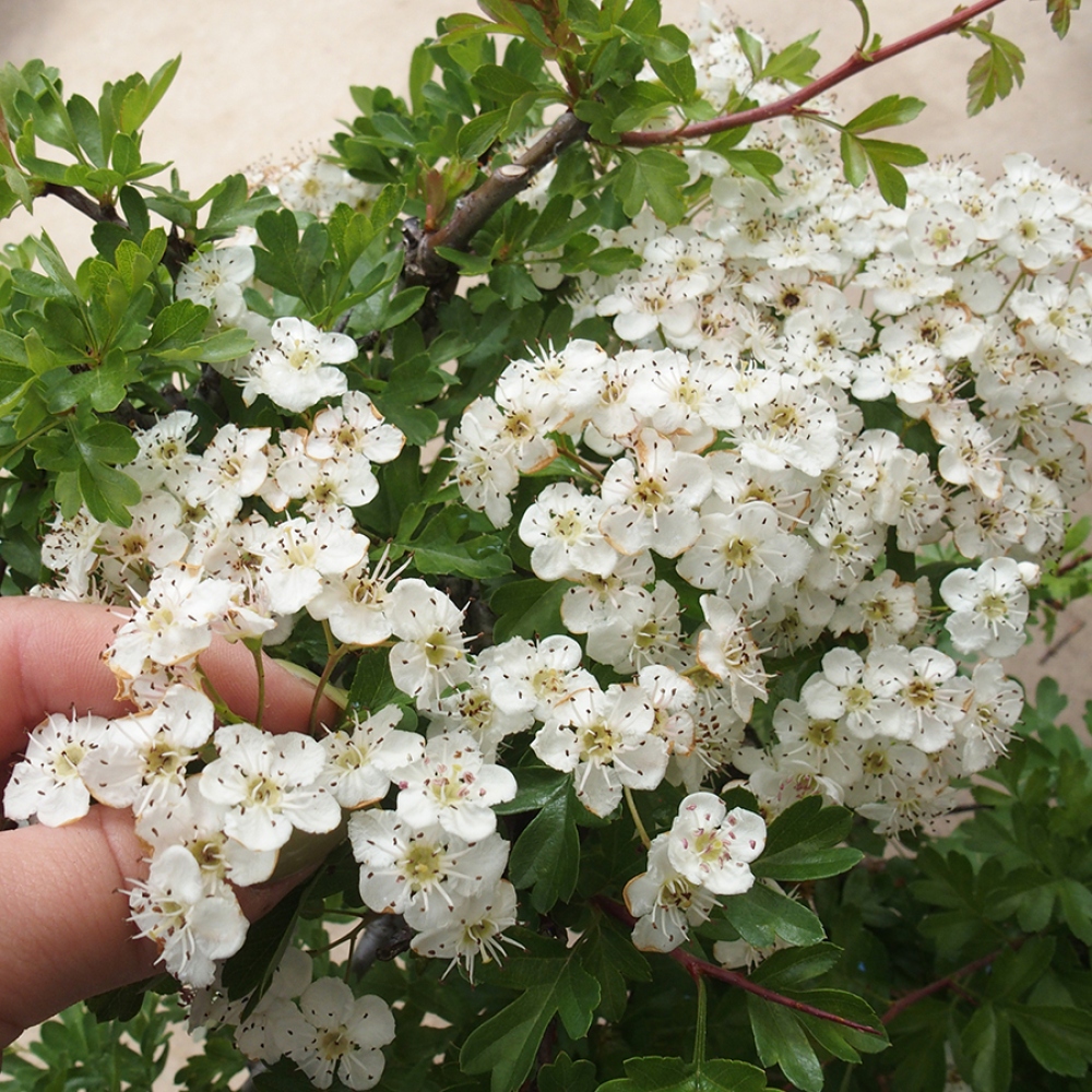 Venkovní bonsai - Hloh - Crataegus monogyna
