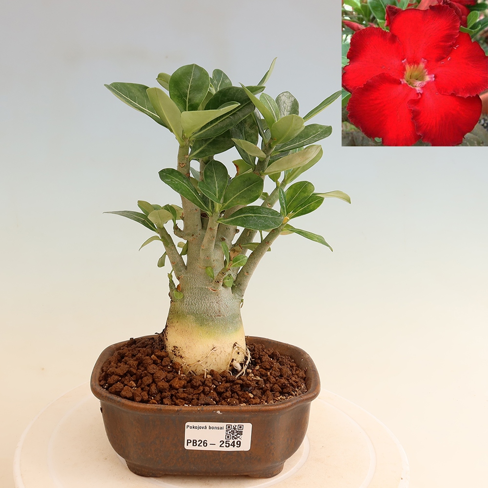 Pokojová bonsai - Adenium obesum Red Star - Pouštní růže