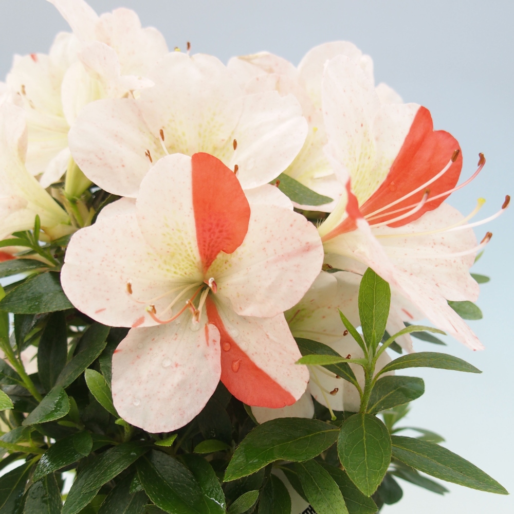 Venkovní bonsai - Japonská azalka - Azalea Asazakura