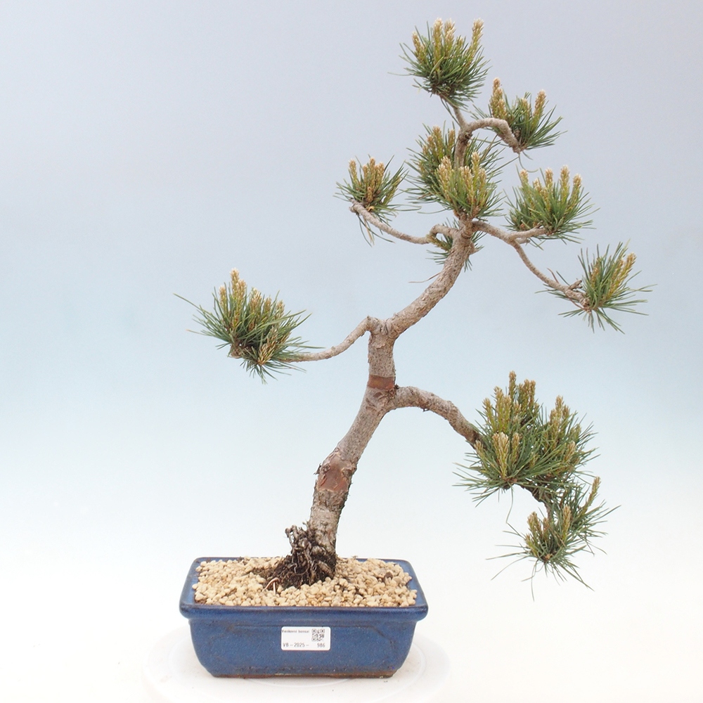 Venkovní bonsai - Pinus Sylvestris Watererri - Borovice lesní