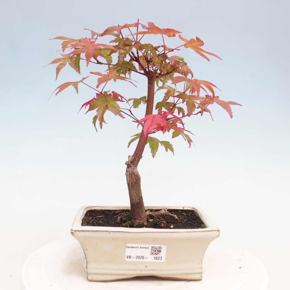 Venkovní bonsai - Javor dlanitolistý - Acer palmatum DESHOJO