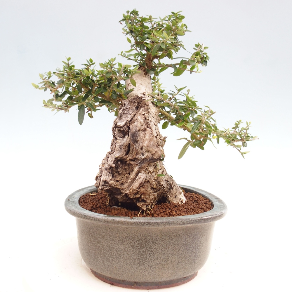 Pokojová bonsai - Olea europaea sylvestris -Oliva evropská drobnolistá