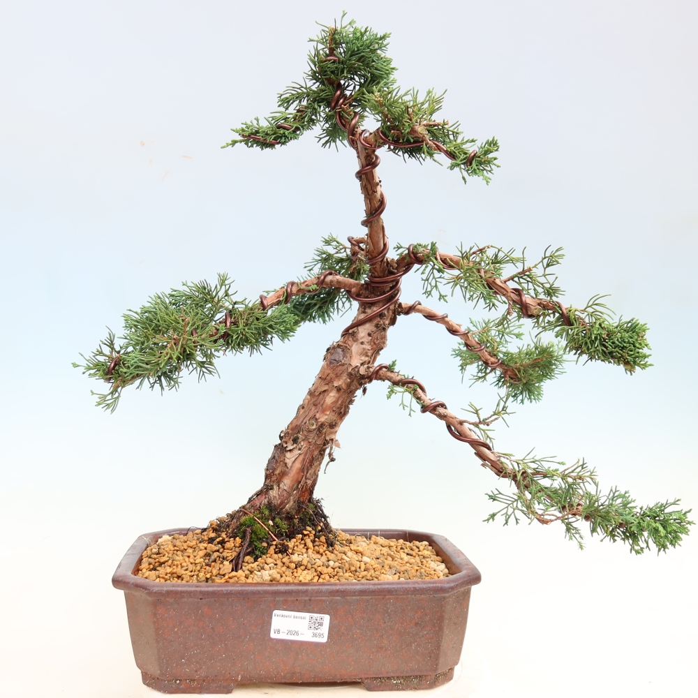 Venkovní bonsai - Juniperus chinensis Kishu -Jalovec čínský