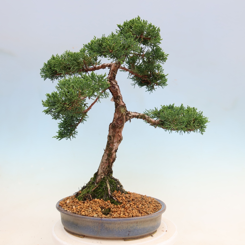 Venkovní bonsai - Juniperus chinensis Kishu -Jalovec čínský