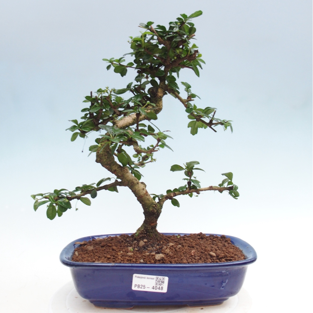 Pokojová bonsai - Carmona macrophylla - Čaj fuki