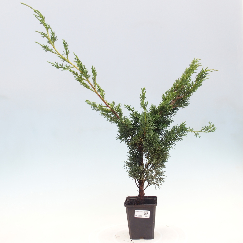 Venkovní bonsai - Juniperus chinensis Kishu -Jalovec čínský