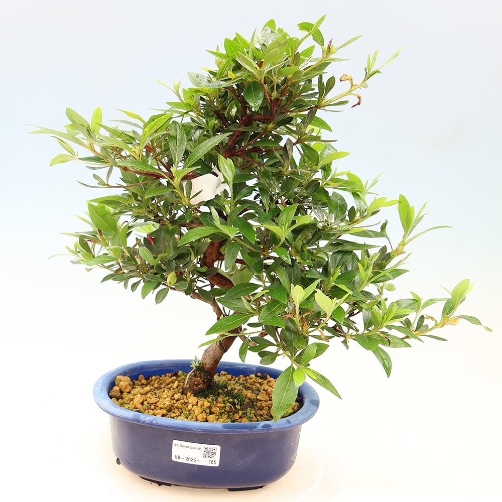 Venkovní bonsai - Japonská azalka - Azalea Yoko