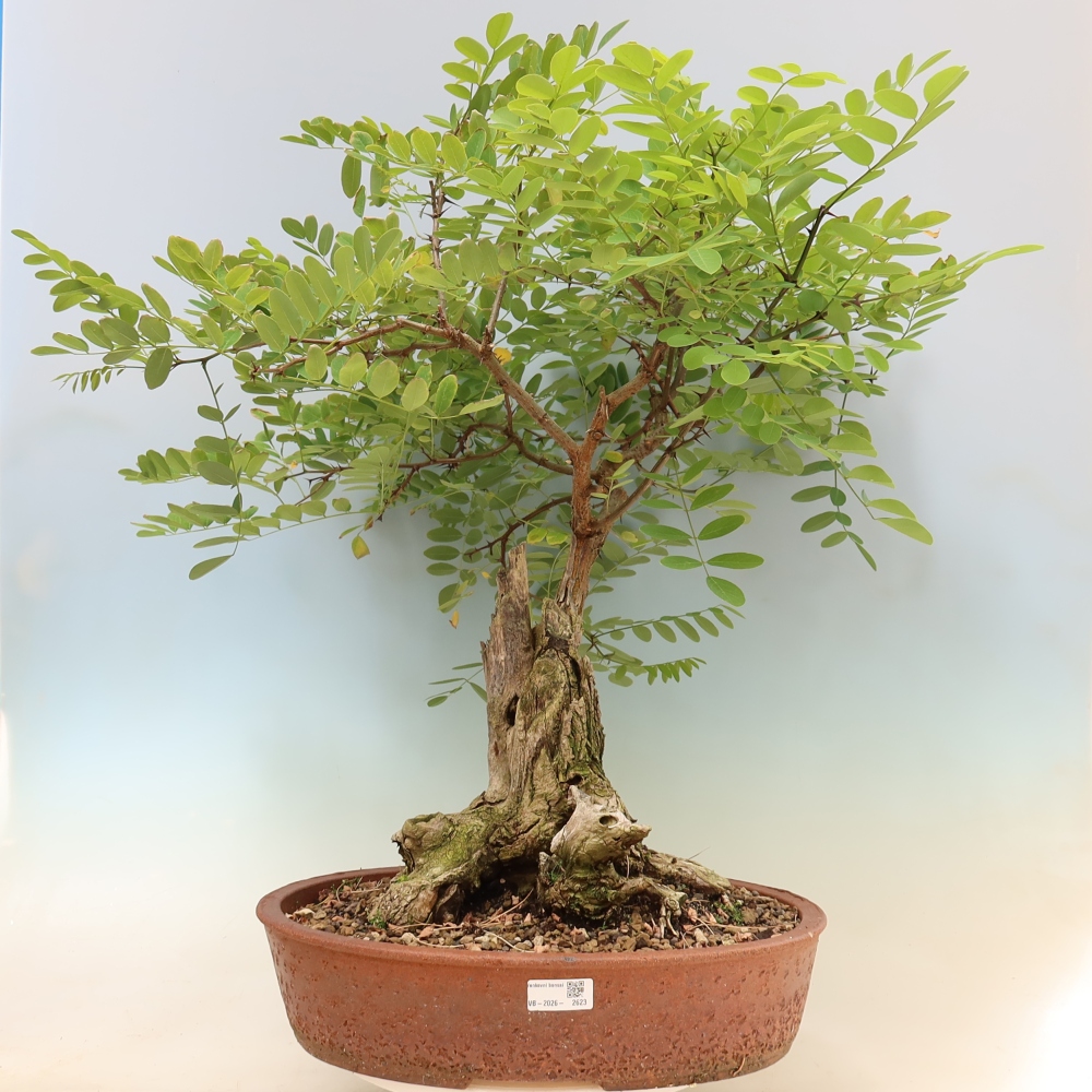 Venkovní bonsai - Trnovník  Akát - Robinia pseudoacacia