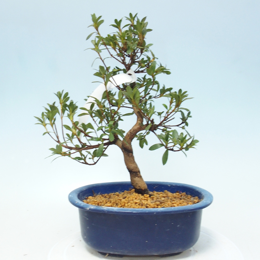 Venkovní bonsai - Japonská azalka - Azalea Senhime