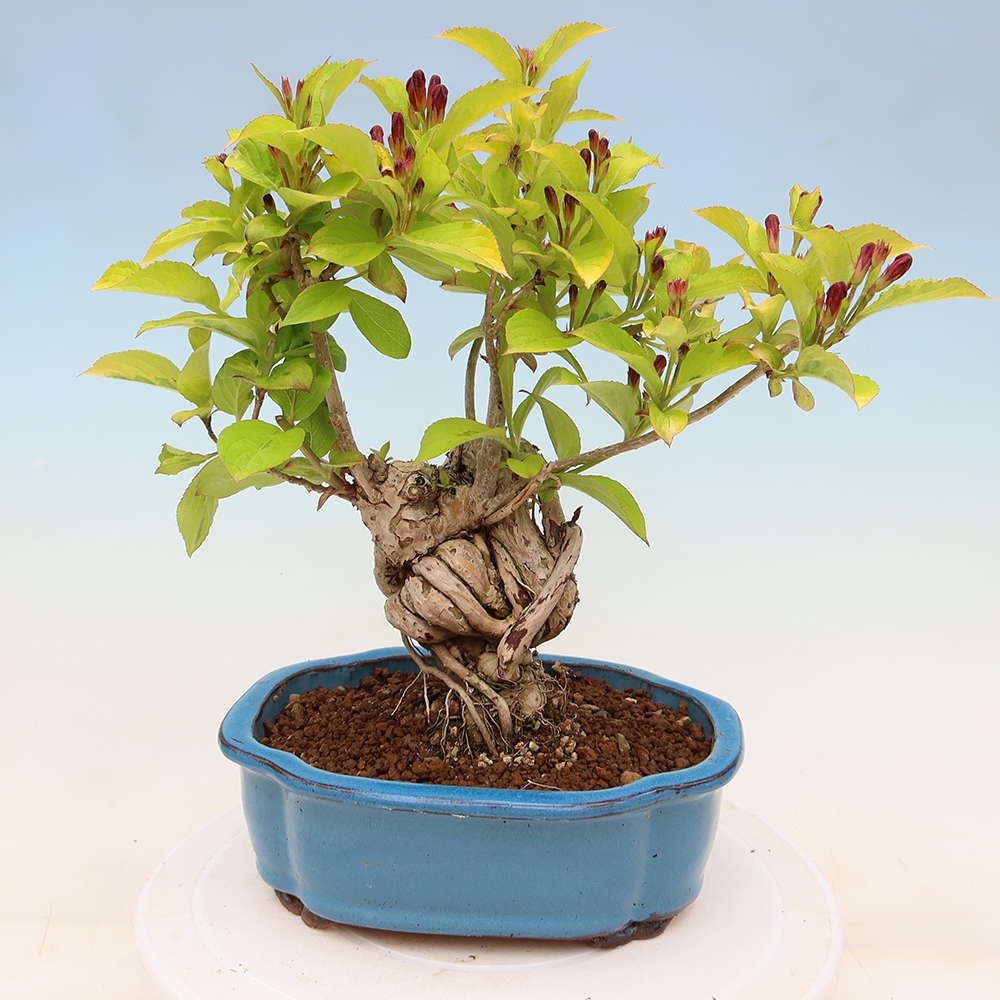 Venkovní bonsai - Weigela subsessilis - Vajgélie korejská