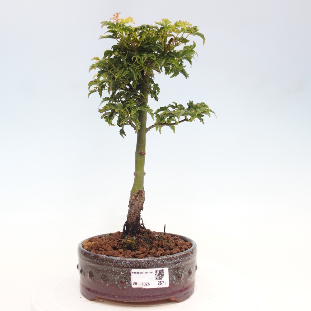 Venkovní bonsai -Javor dlanitolistý Acer palmatum Shishigashira
