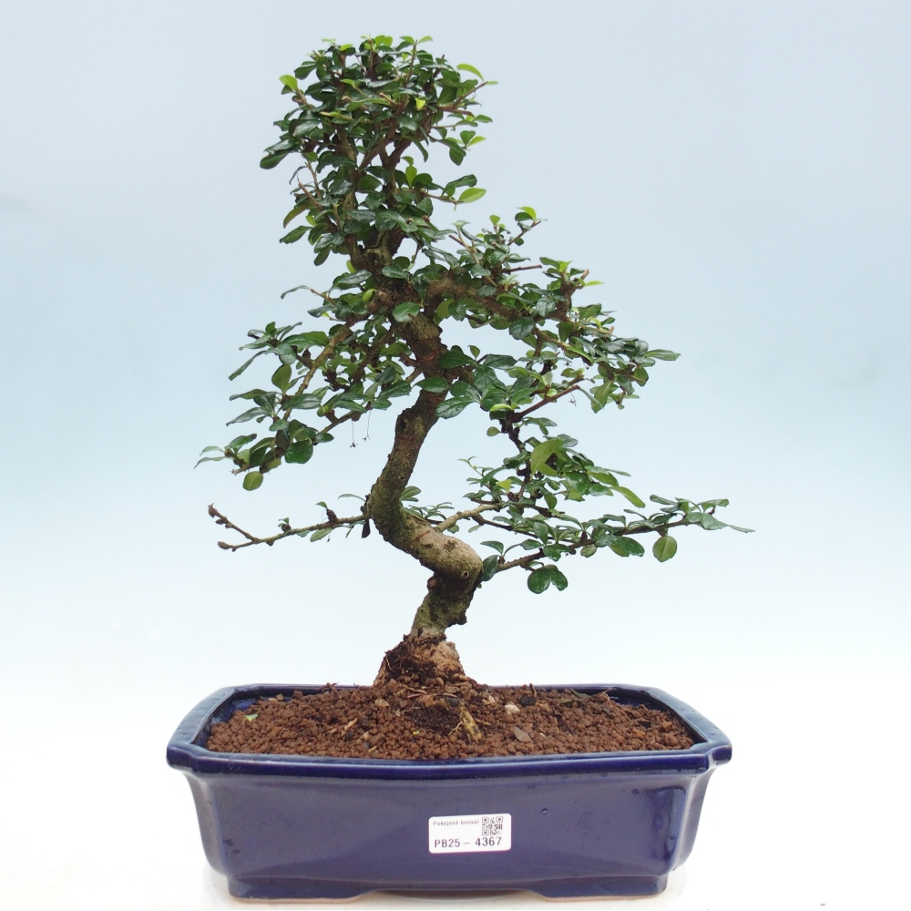 Pokojová bonsai - Carmona macrophylla - Čaj fuki