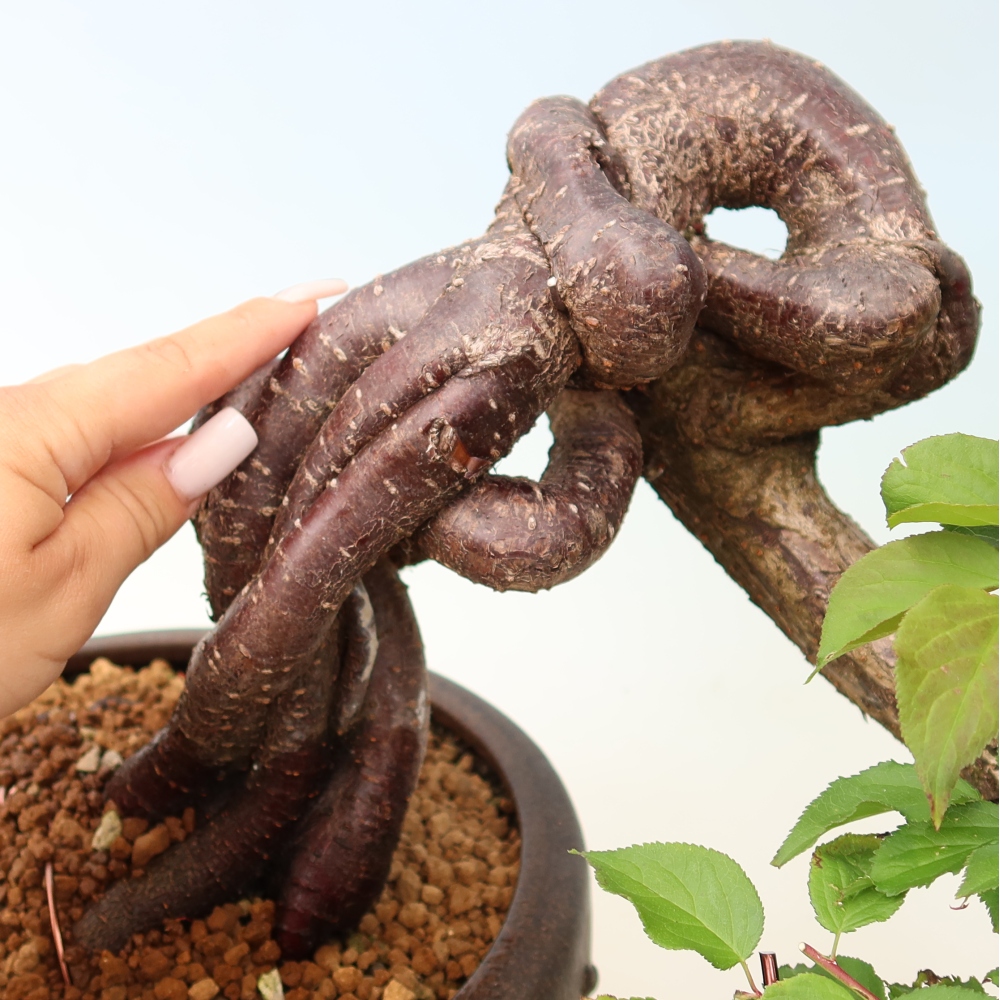 Venkovní bonsai -Japonská meruňka - Prunus Mume