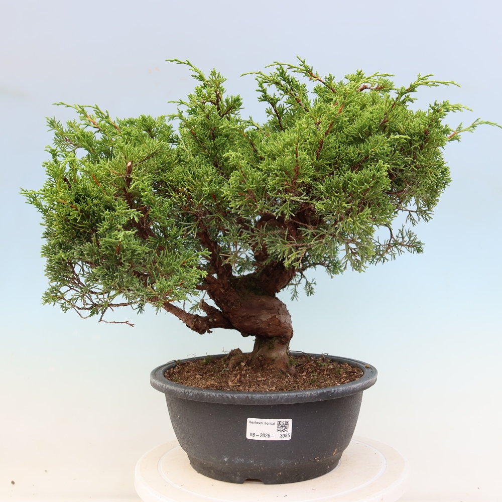 Venkovní bonsai - Juniperus chinensis Itoigawa-Jalovec čínský