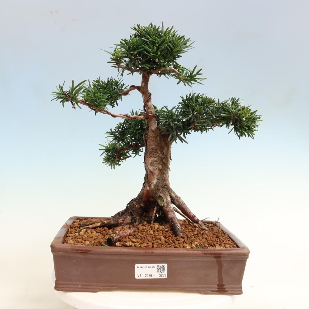 Venkovní bonsai - Taxus cuspidata  - Tis japonský