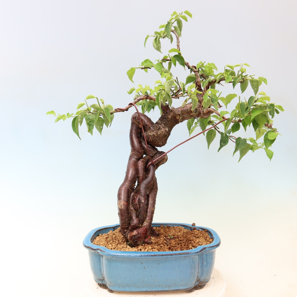 Venkovní bonsai -Japonská meruňka - Prunus Mume