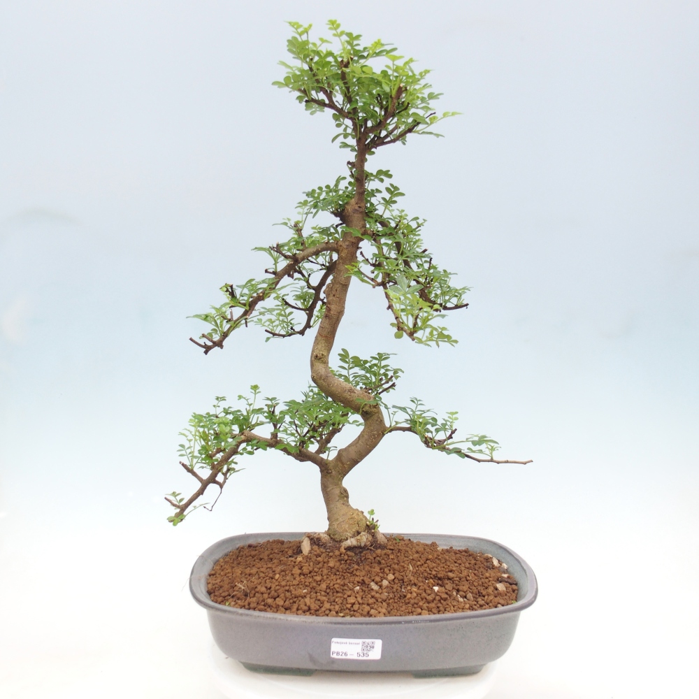 Pokojová bonsai - Zantoxylum piperitum - pepřovník