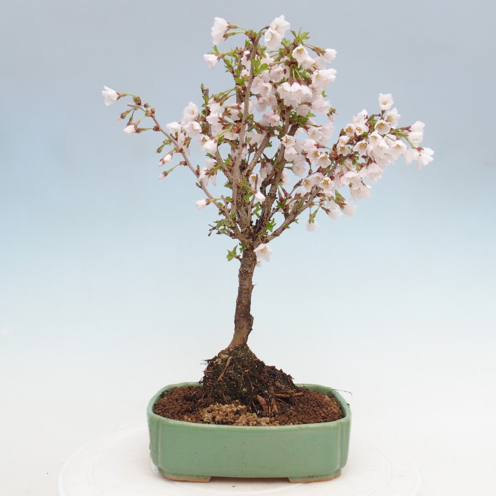 Venkovní bonsai - Prunus incisa Kojou-no mai-Slivoň vyříznutá
