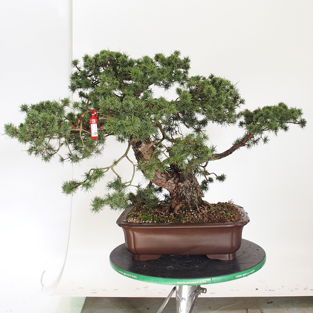 Yamadori - Pinus sylvestris Španělsko