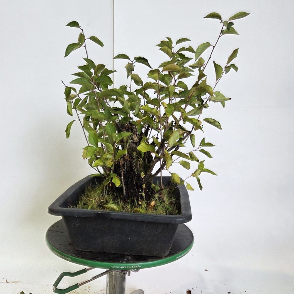 Venkovní bonsai Třešeň - Prunus aviata