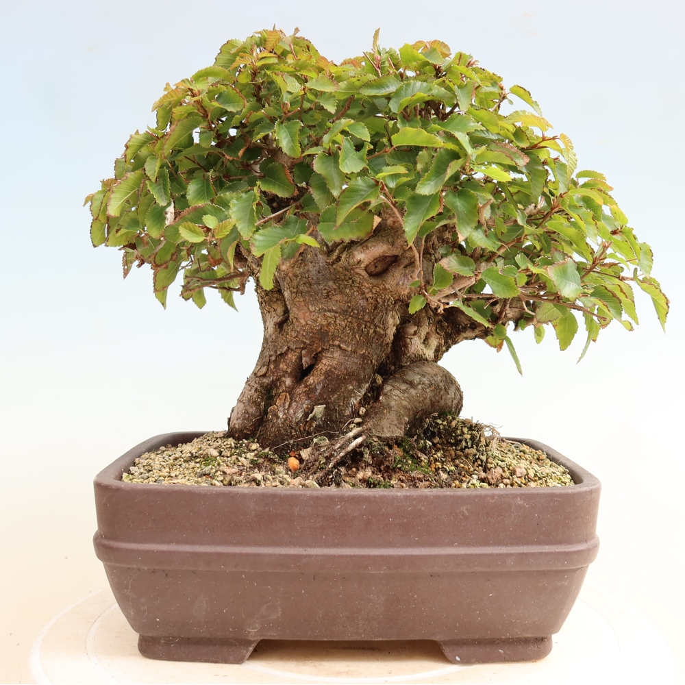 Venkovní bonsai -Carpinus CARPINOIDES - Habr korejský