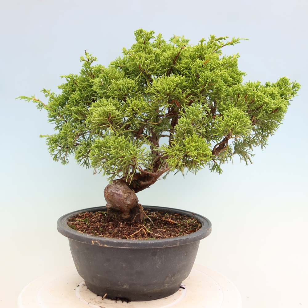 Venkovní bonsai - Juniperus chinensis Itoigawa-Jalovec čínský