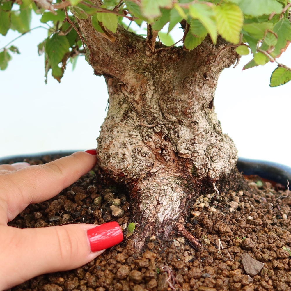 Venkovní bonsai -Carpinus Coreana - Habr korejský