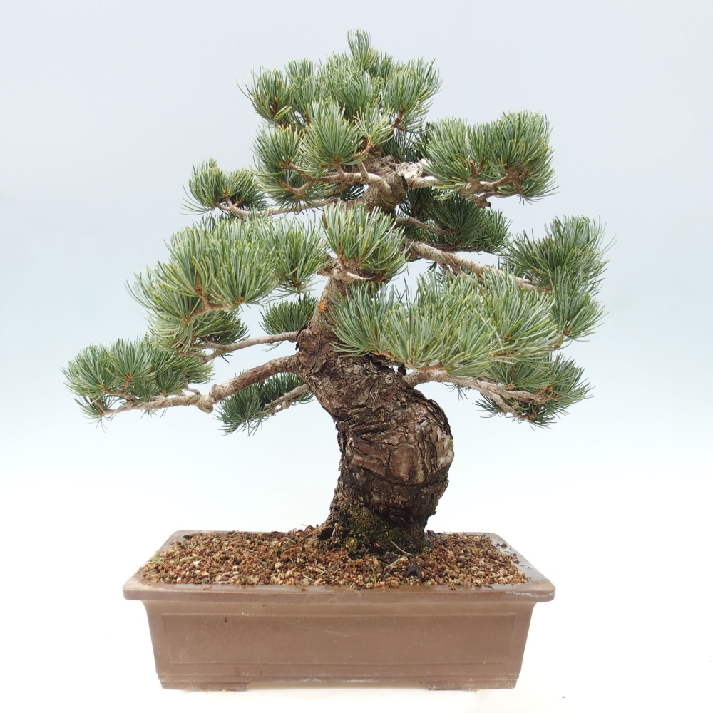 Venkovní bonsai - Pinus parviflora - Borovice drobnokvětá