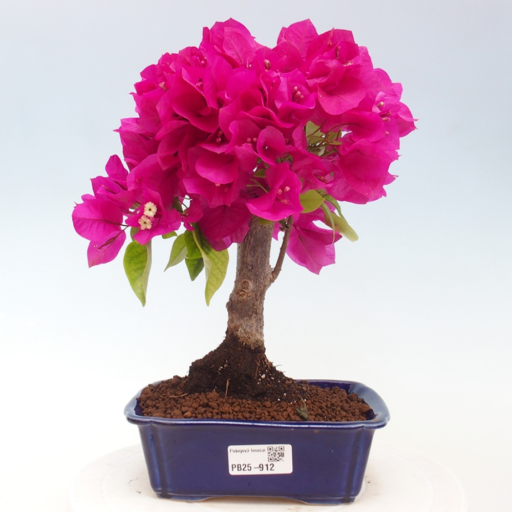Pokojová bonsai - Bouganwilea
