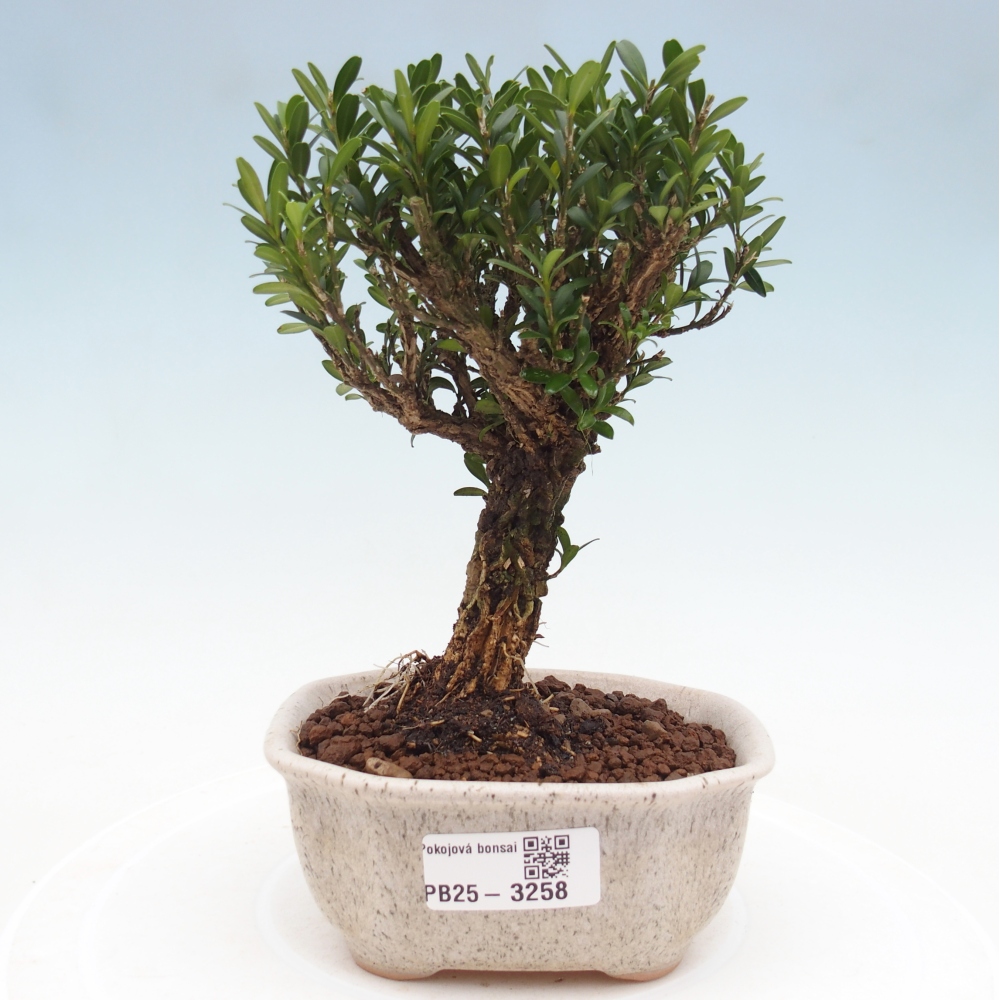 Pokojová bonsai - Buxus harlandii -korkový buxus