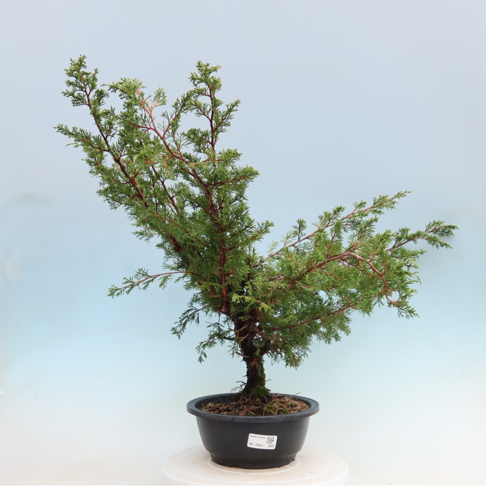 Venkovní bonsai - Juniperus chinensis Itoigawa - Jalovec čínský
