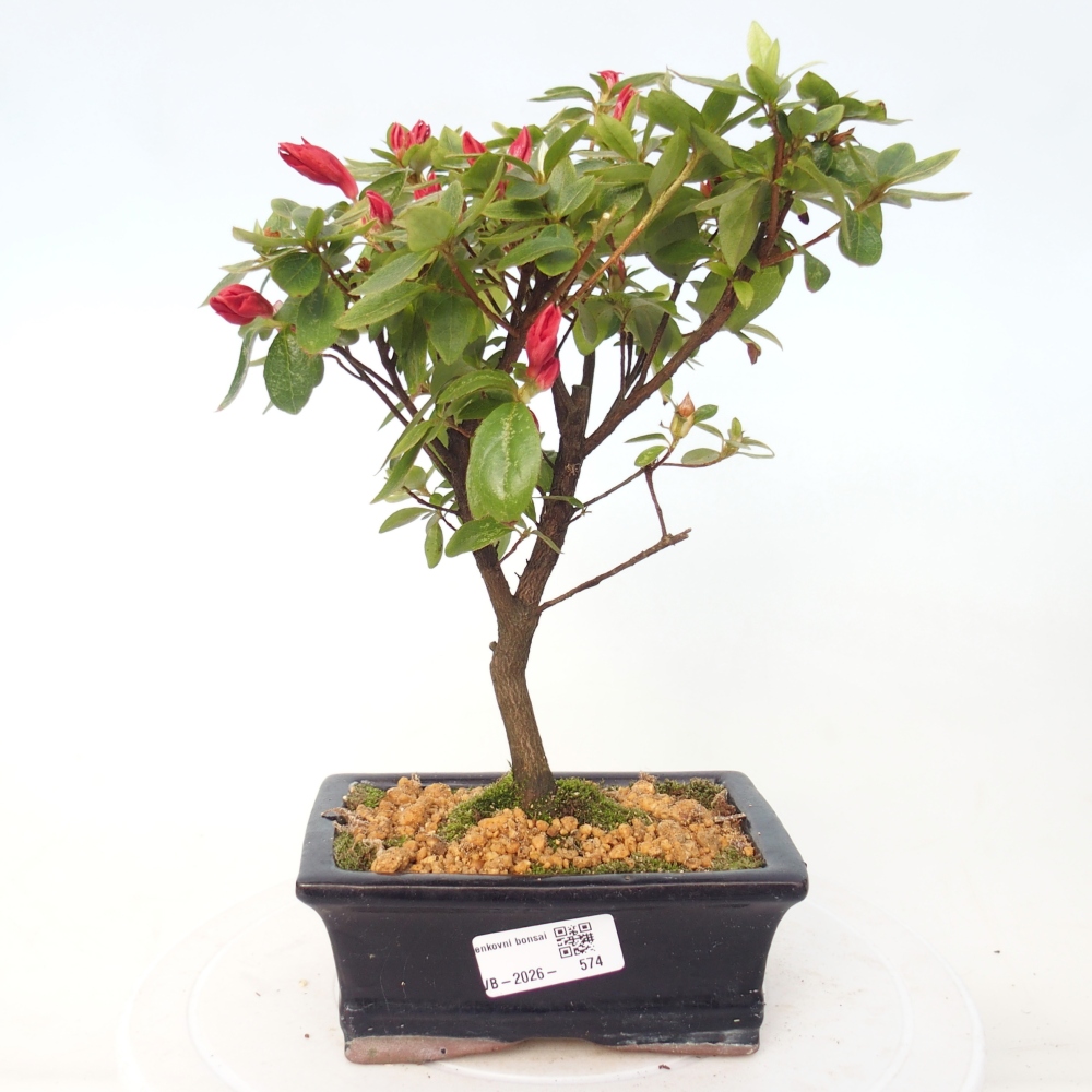 Venkovní bonsai - Japonská azalka - Azalea sp.