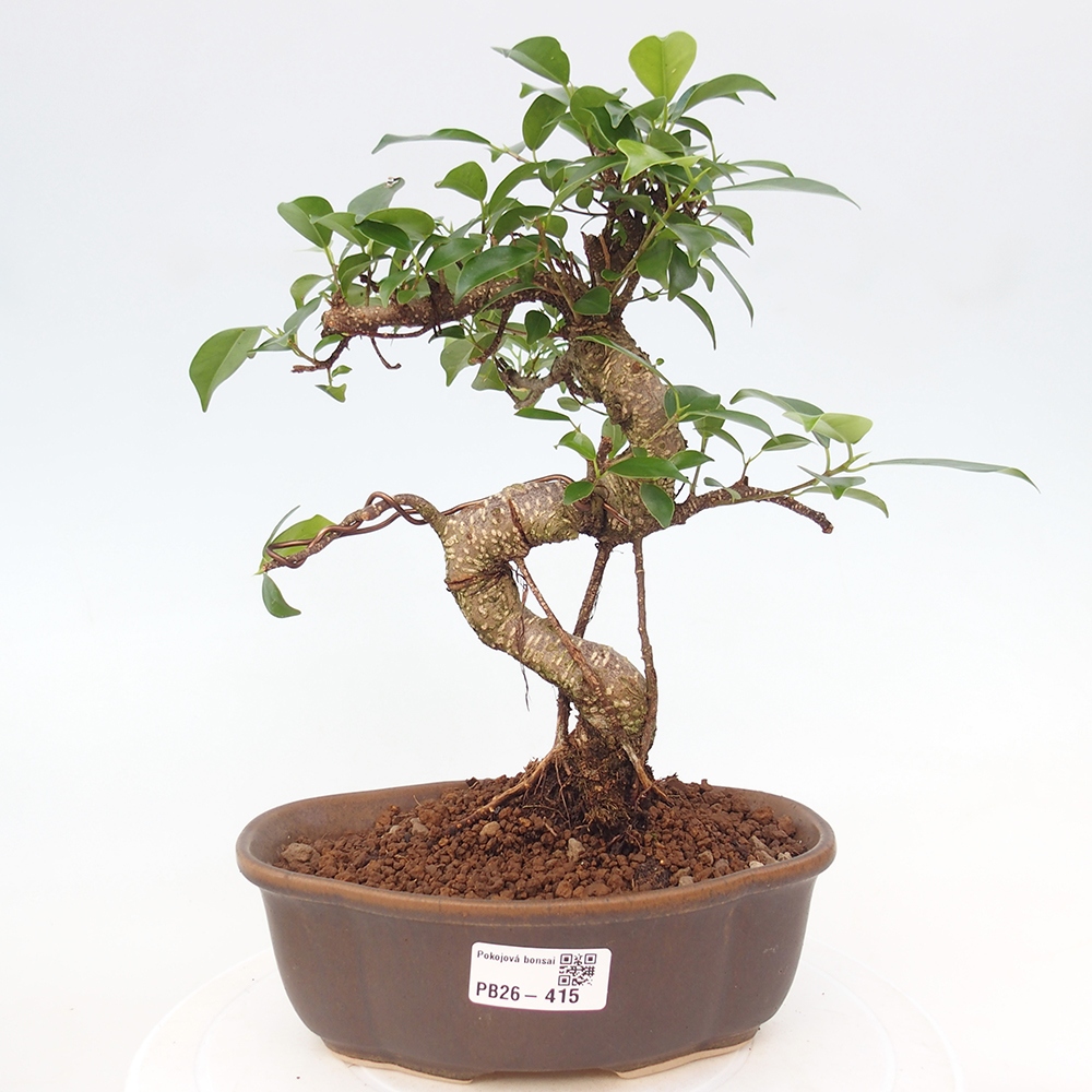 Pokojová bonsai - Ficus retusa -  malolistý fíkus