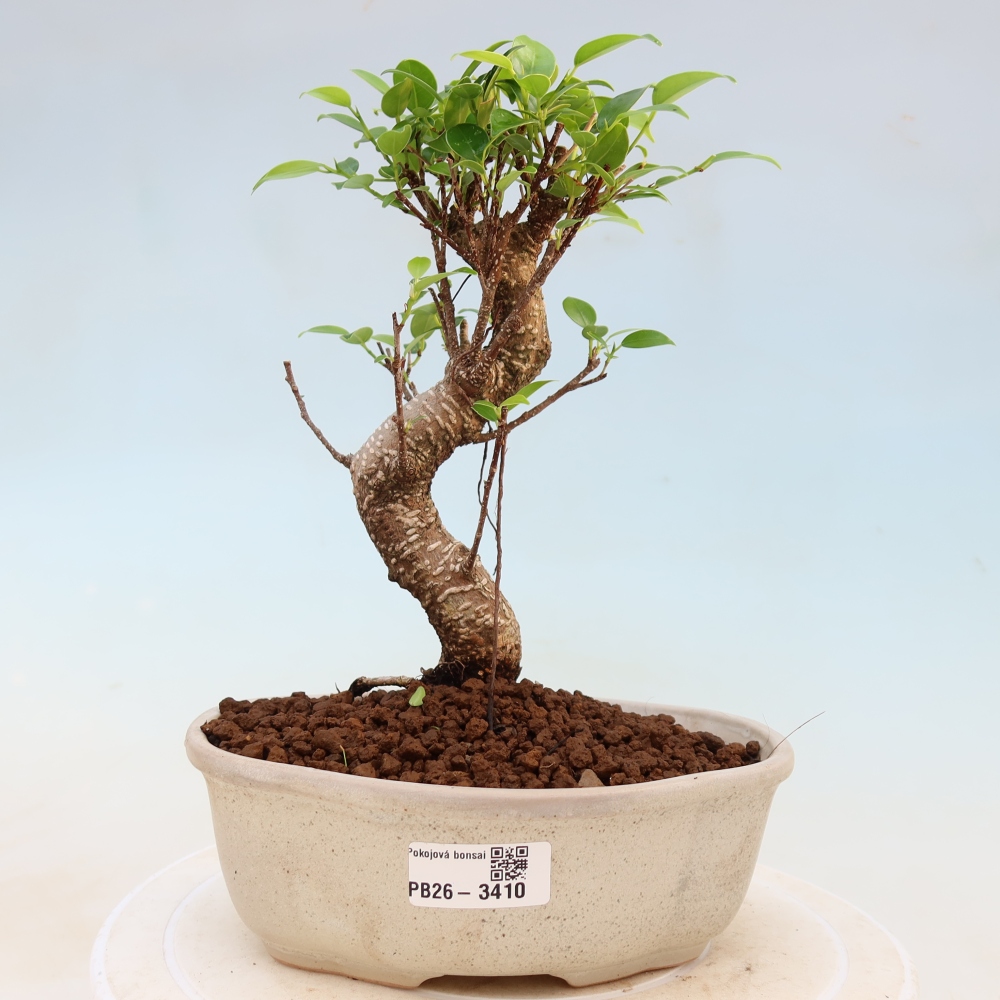 Pokojová bonsai - Ficus kimmen -  malolistý fíkus