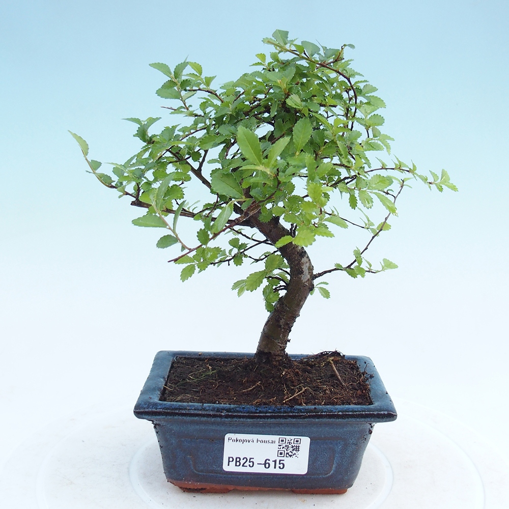 Pokojová bonsai - Ulmus parvifolia - Malolistý jilm