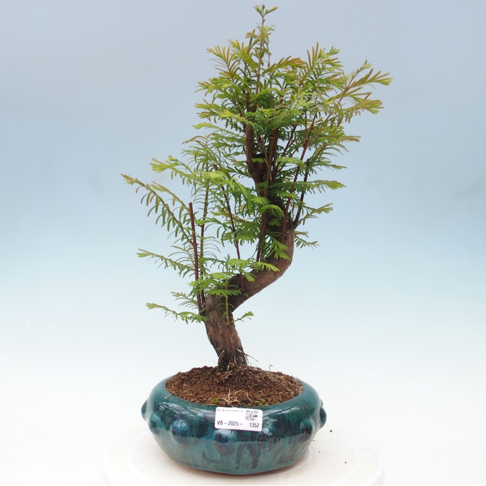 Venkovní bonsai - Metasequoia glyptostroboides - Metasekvoje čínská
