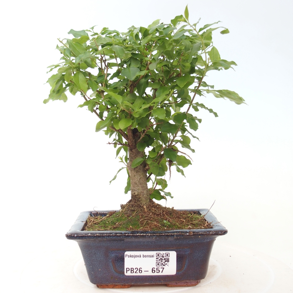 Pokojová bonsai -Ligustrum chinensis - Ptačí zob