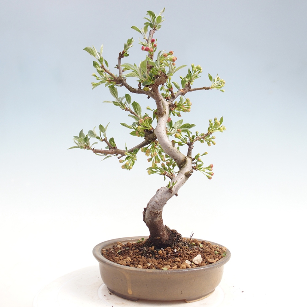 Venkovní bonsai - Malus sargentii -  Maloplodá jabloň