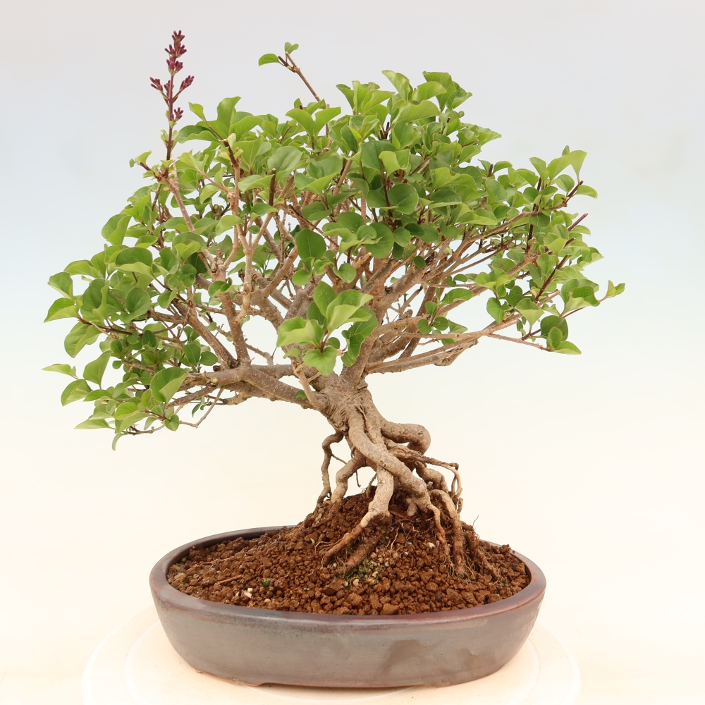 Venkovní  bonsai -  Syringa microphylla - malokvětý šeřík