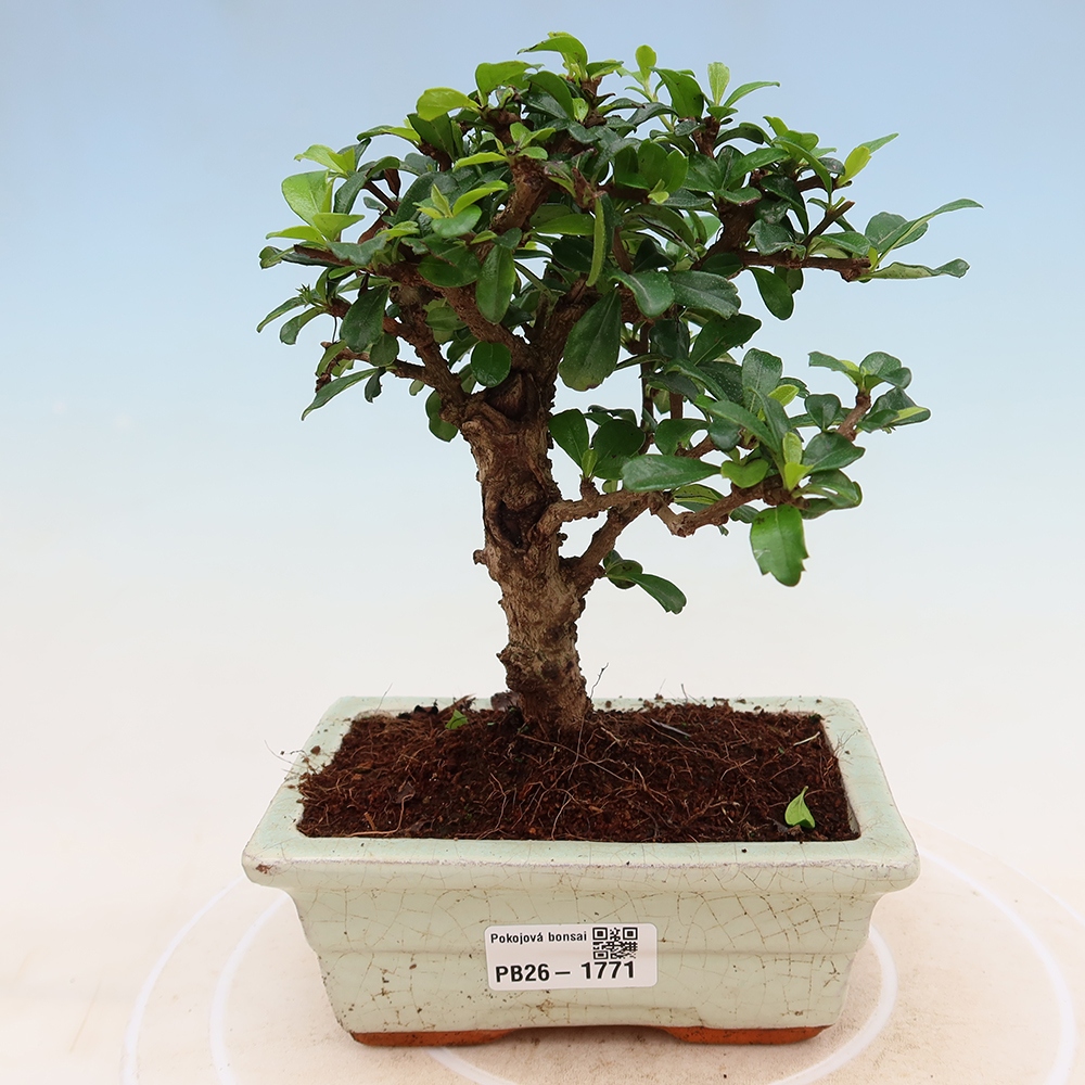 Pokojová bonsai - Carmona macrophylla - Čaj fuki