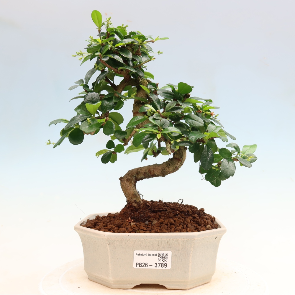 Pokojová bonsai - Carmona macrophylla - Čaj fuki