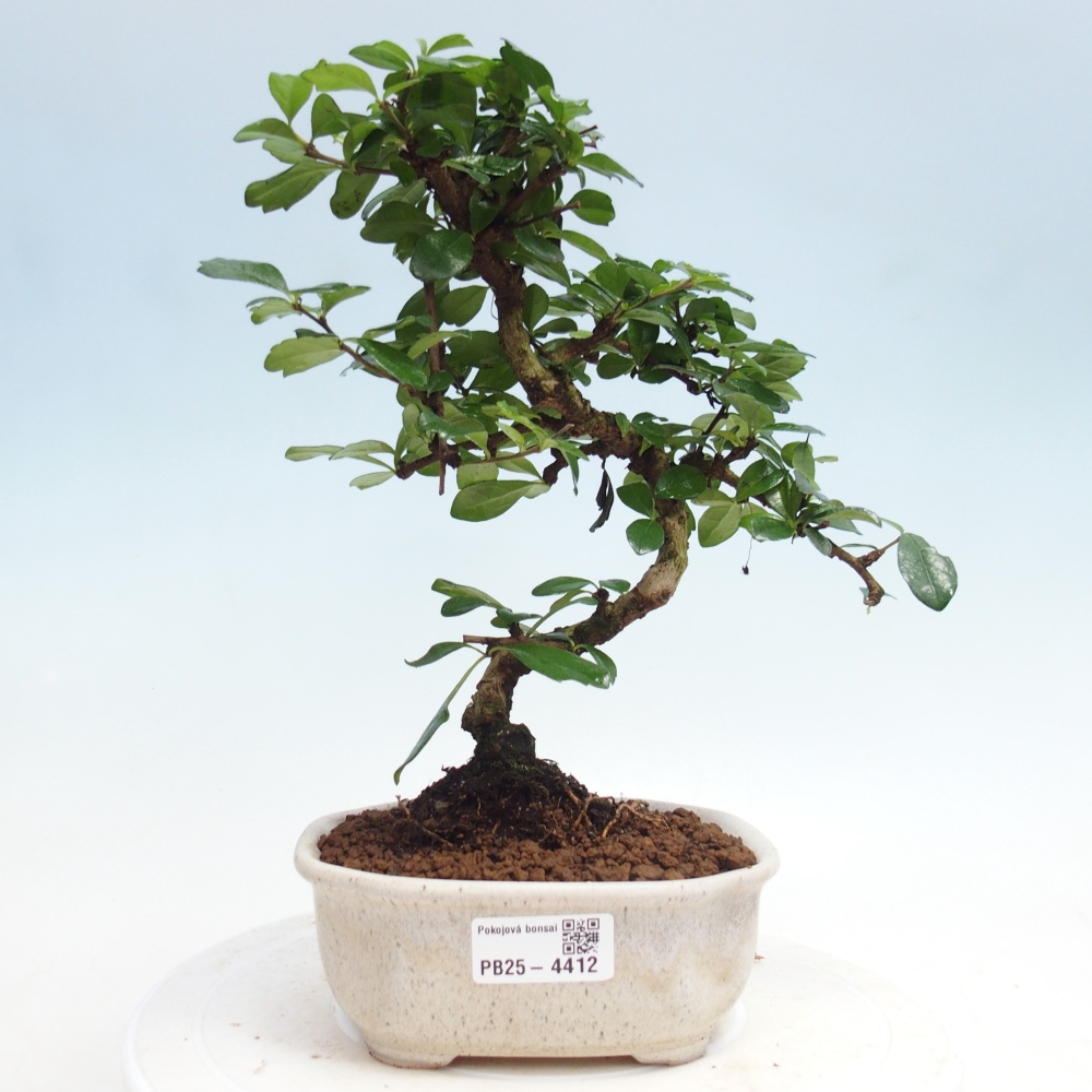 Pokojová bonsai - Carmona macrophylla - Čaj fuki