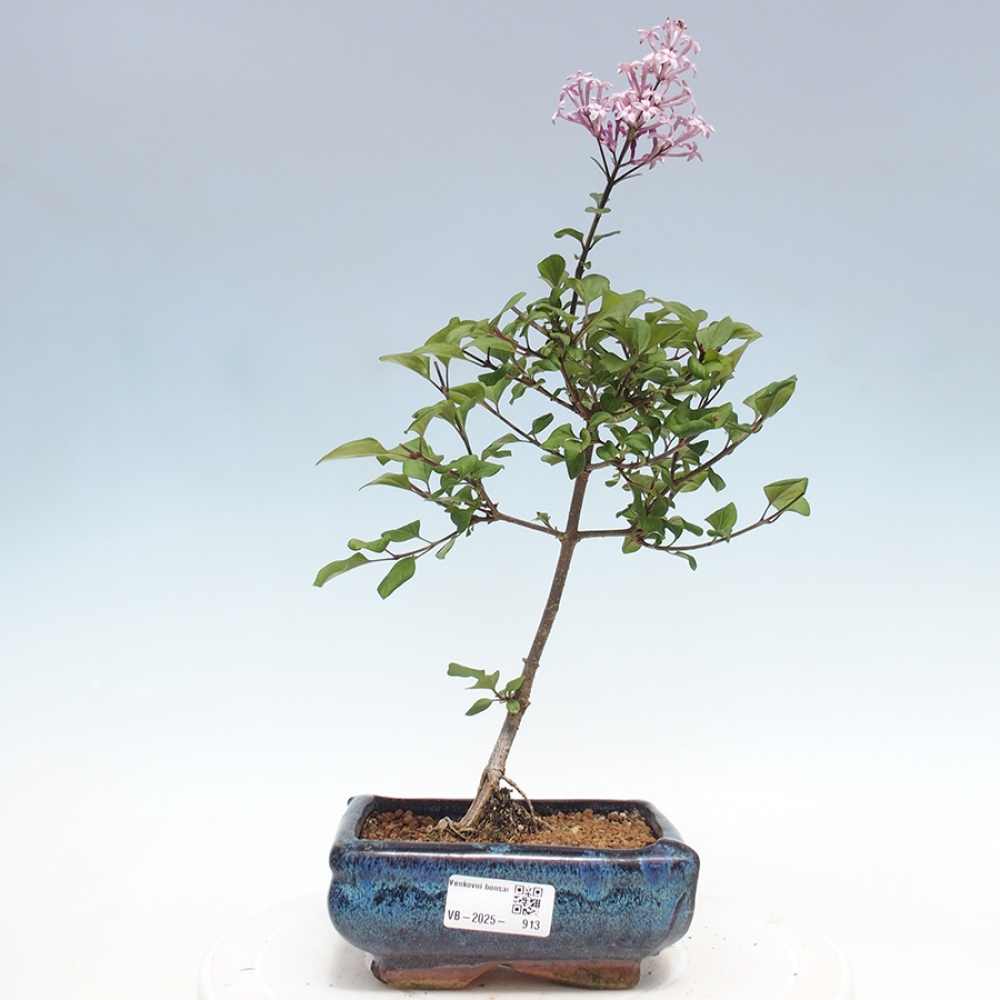 Venkovní bonsai - Syringa Meyeri Palibin - Šeřík Meyerův